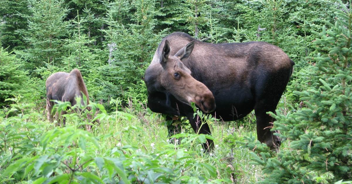 Riistakamera tarvitsee tehokkaan ja edullisen liittymän!